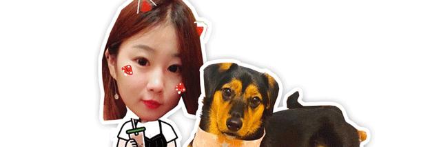 辟谣狗狗伤心,应激反应狗狗死亡