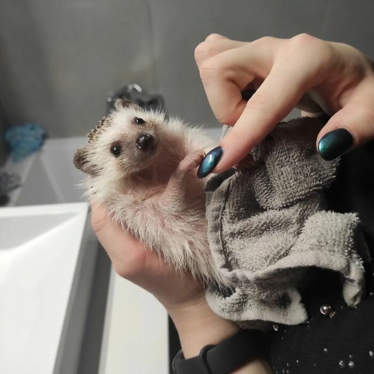 野生刺猬和宠物刺猬的图片,宠物刺猬的真实图片