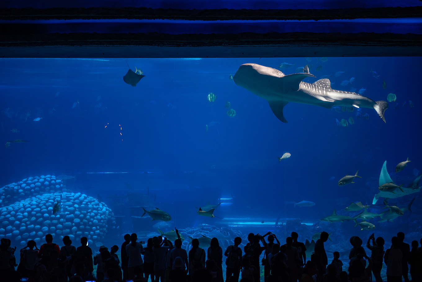 珠海长隆龙秀适合小朋友看吗,珠海长隆海洋王国值得打卡的地方