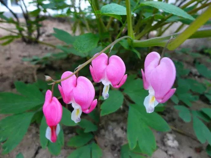 好书推荐快来领取你的宝藏书单,100种百花图谱大全