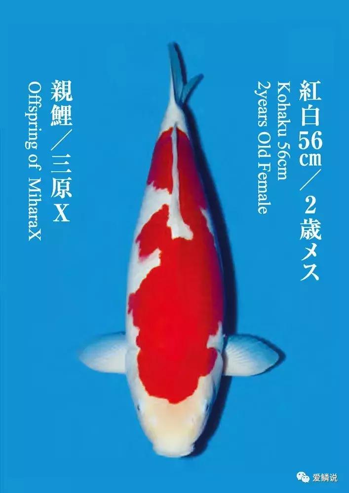 鲤界“老司机”的干货分享，少走弯路