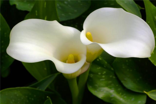 马蹄莲如何复花,马蹄莲开花的时候能不能换盆