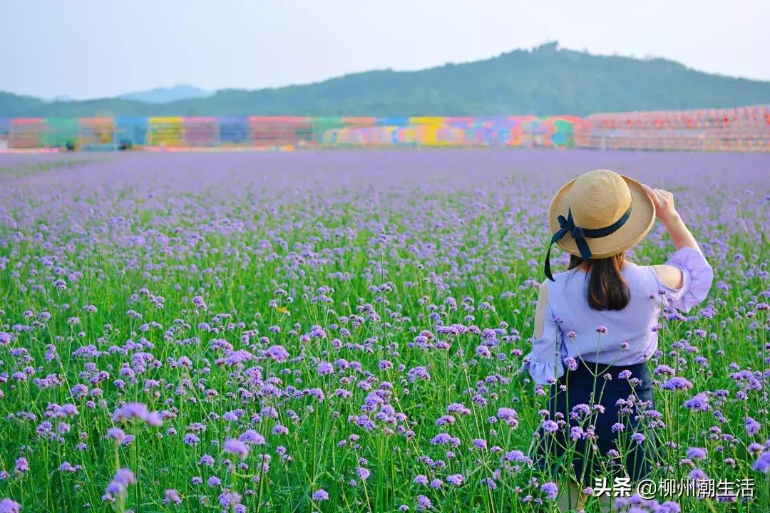 柳州哪里有免费花海,柳州花海紫荆花真实视频