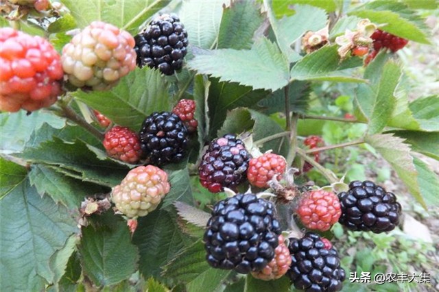 澶ф绉嶆榛戣帗鏋滄爲,澶ф榛戣帗