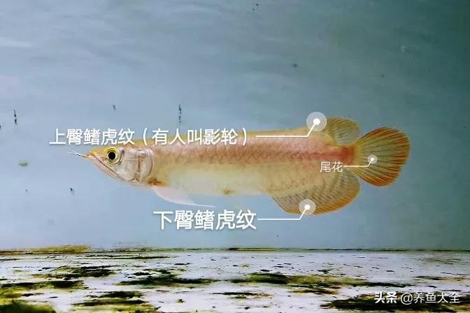 新手养红龙买多大的,怎么知道买的红龙是不是鱼苗