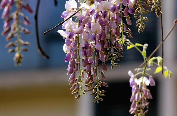 紫藤花怎样养成老桩,紫藤花种植方法和注意事项有哪些