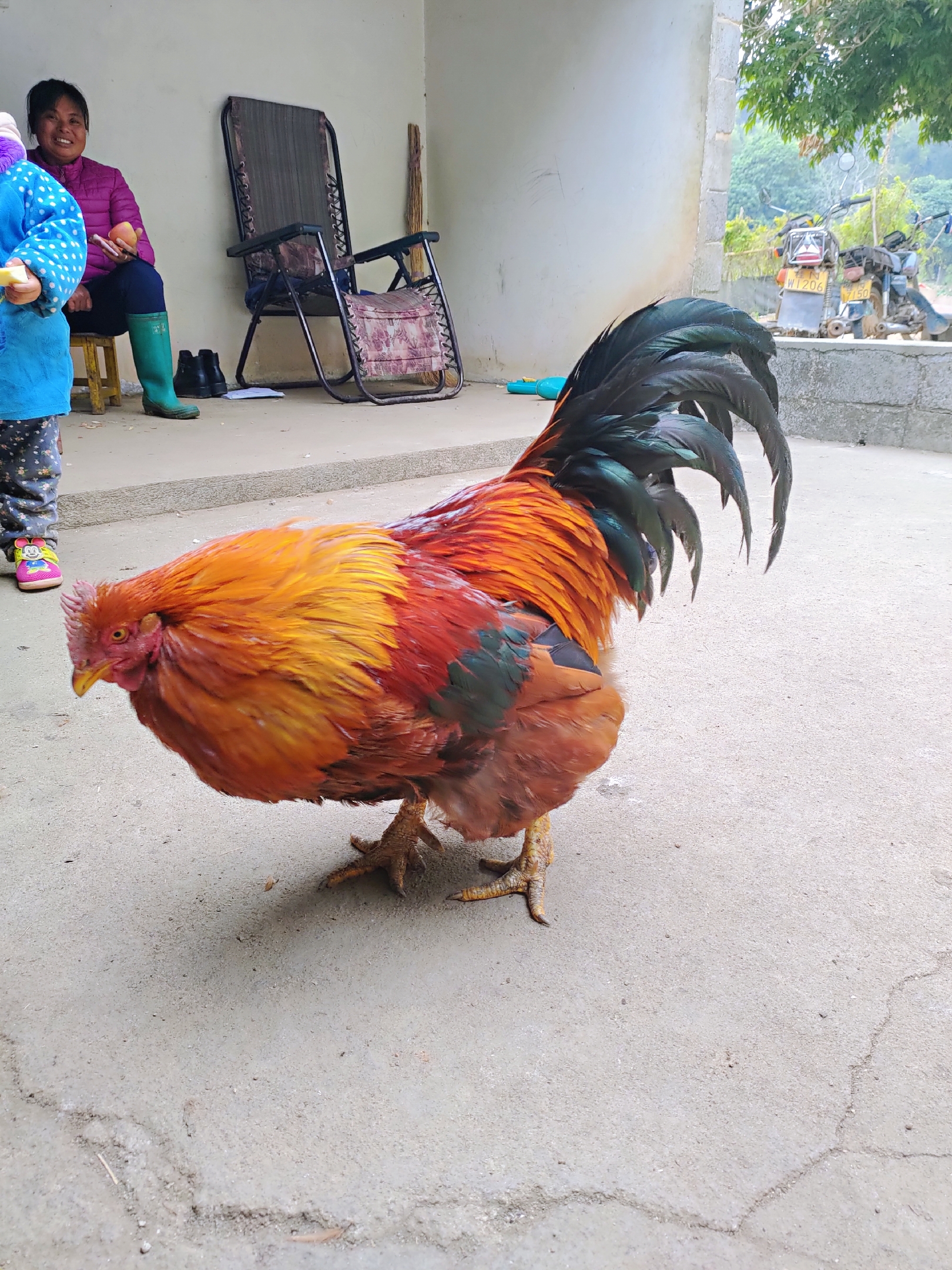 如何辨认老鸡,三年以上正宗老母鸡长什么样