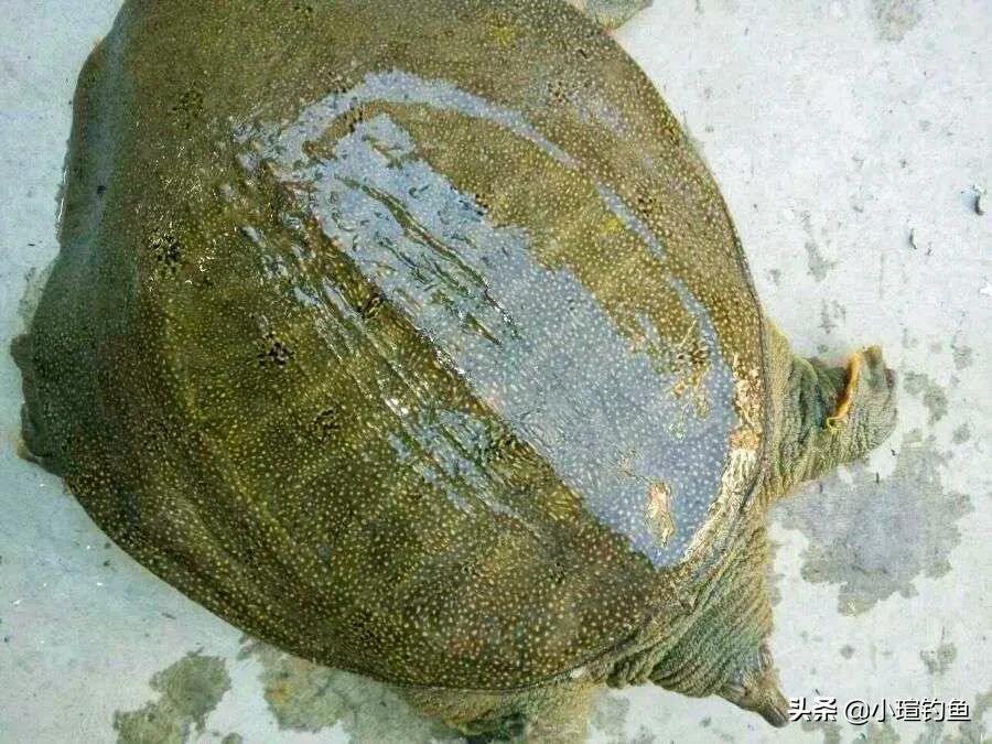 甲鱼早钓好还是晚钓好,甲鱼不会取钩