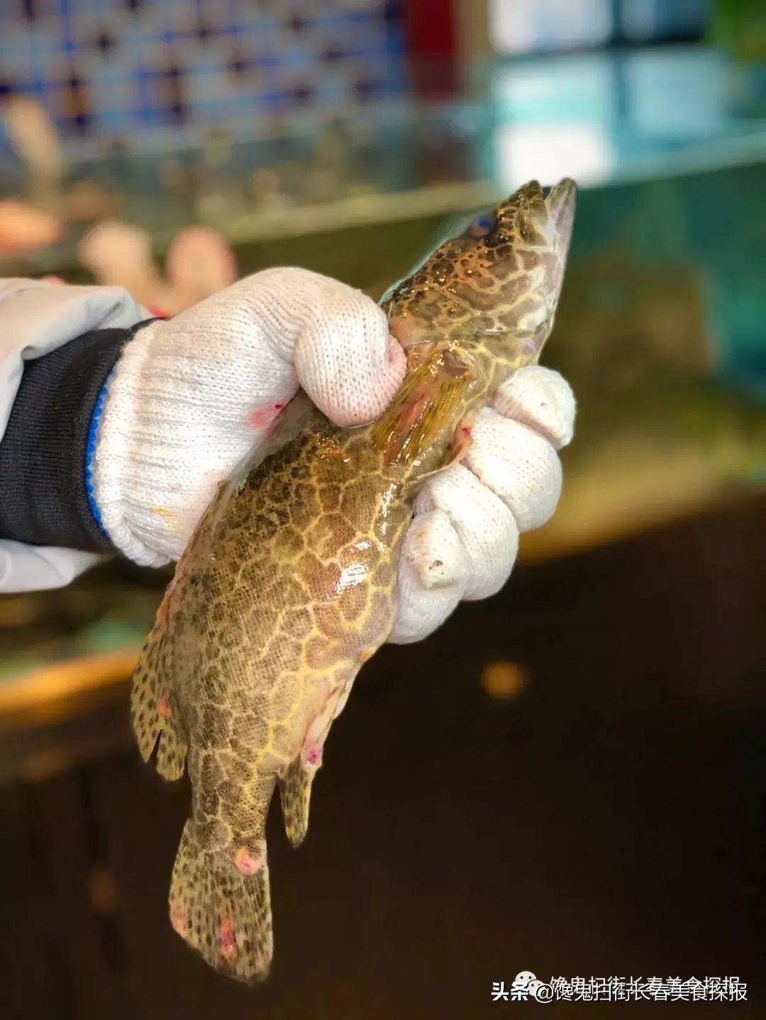 长春十个必去的经典馆子,长春市有哪些好吃的馆子