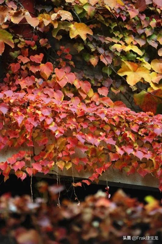 纯情的红叶……爬山虎