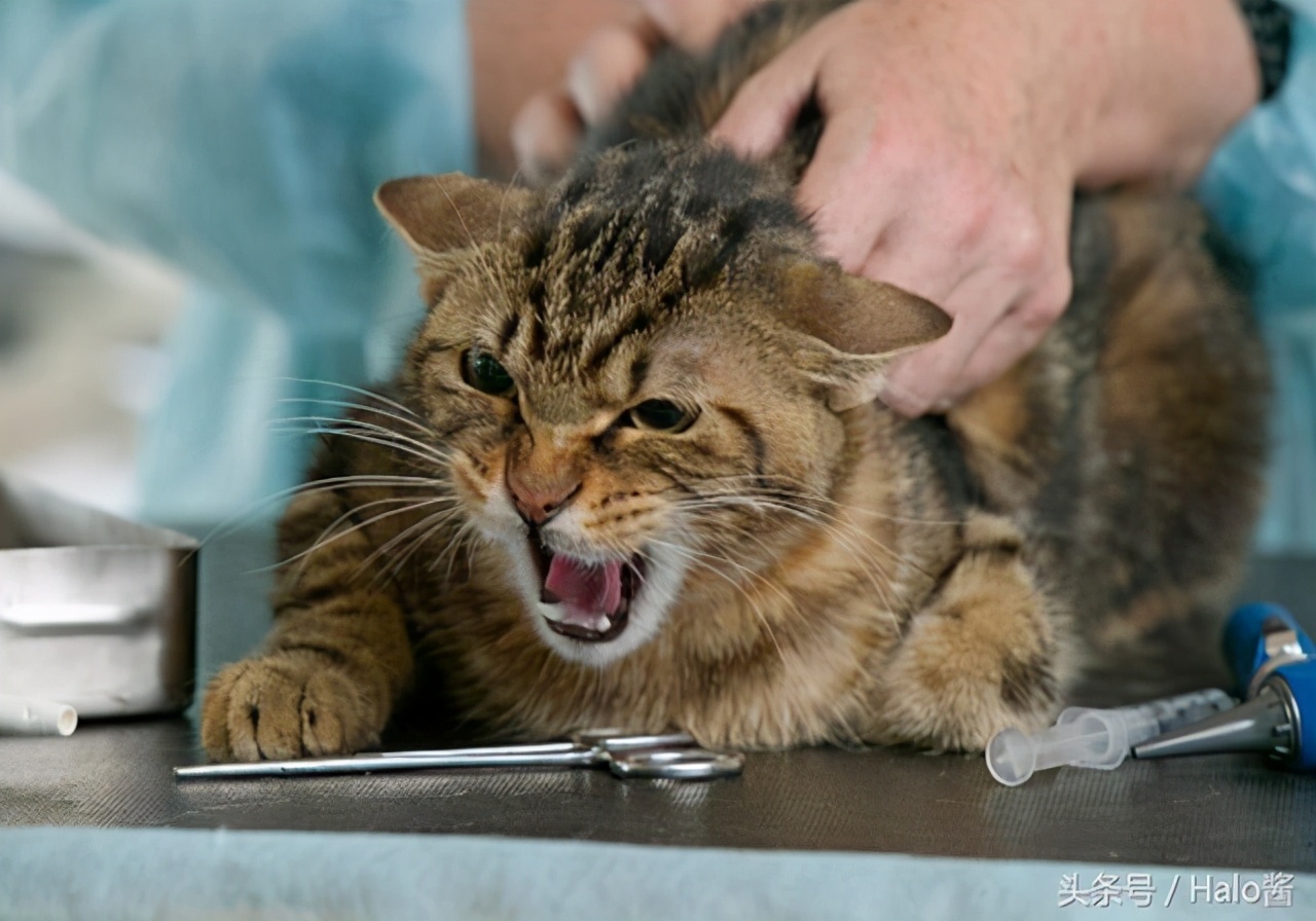 猫咪呕吐会自愈吗,猫咪一直呕吐黄水能自愈吗