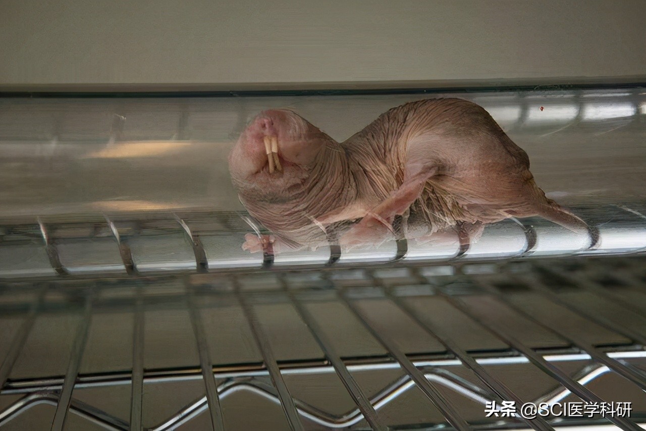 裸鼹鼠的最新研究成果,为什么裸鼹鼠可以老来得子