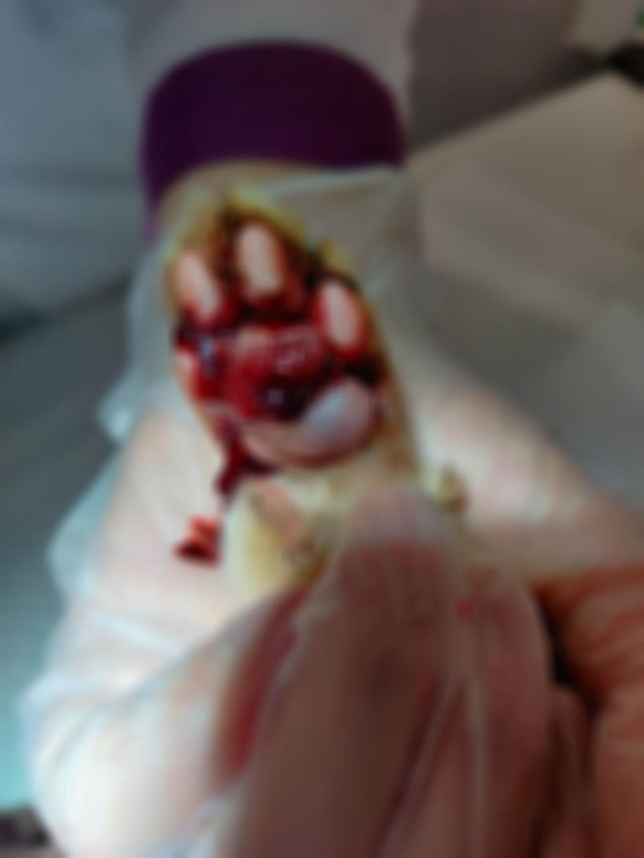 猫咪爪垫红肿怎么办,猫咪的爪垫会蜕皮吗