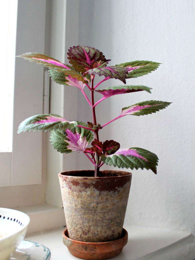 散发清香的易养花卉植物,观叶植物盆栽大全图