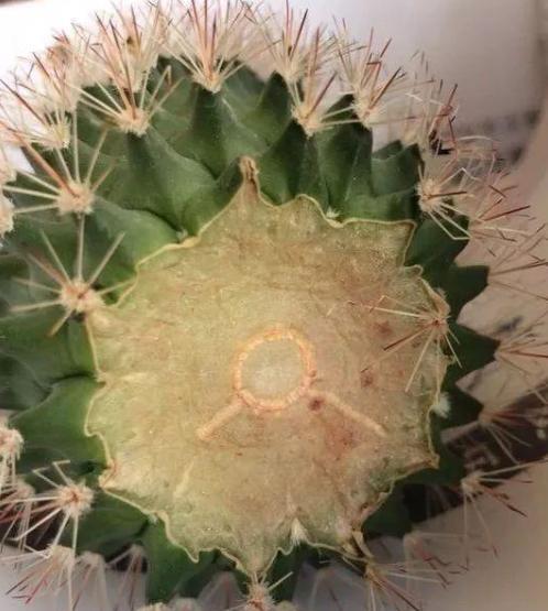 仙人球烂了一个洞怎么救,仙人球切掉两次还烂怎么办