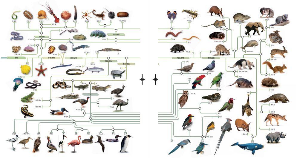 dk系列书籍六岁孩子适合入手哪些,dk儿童认知书推荐