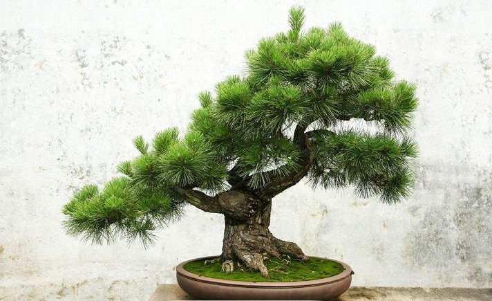 松树盆景的几种造型,各种松树盆景如何做造型