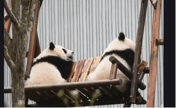 外国到底有多喜欢大熊猫,外国人是有多喜欢大熊猫