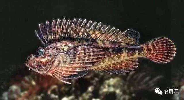 世界顶级海鲜你认识几种类型,世界顶级海鲜