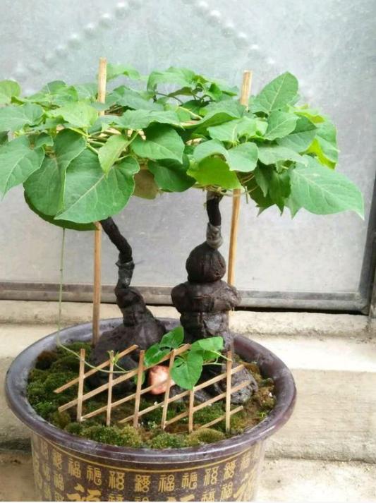 陕西秦岭大山里的制何首乌,陕西秦岭制何首乌