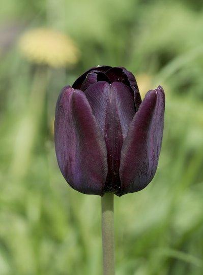 郁金香花之女王,素有花之女王之称的郁金香
