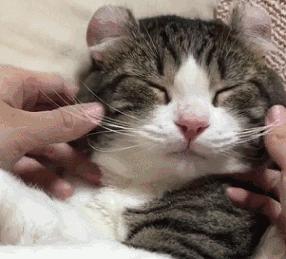 猫咪嘴巴臭好几个月了怎么解决,铲屎官亲猫咪的时候