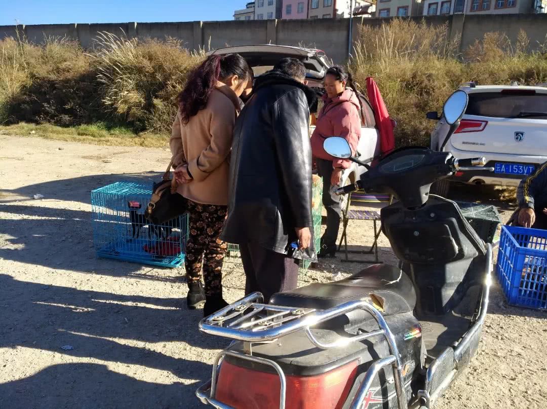 同城金毛幼犬多少钱一只,金毛幼犬狗市