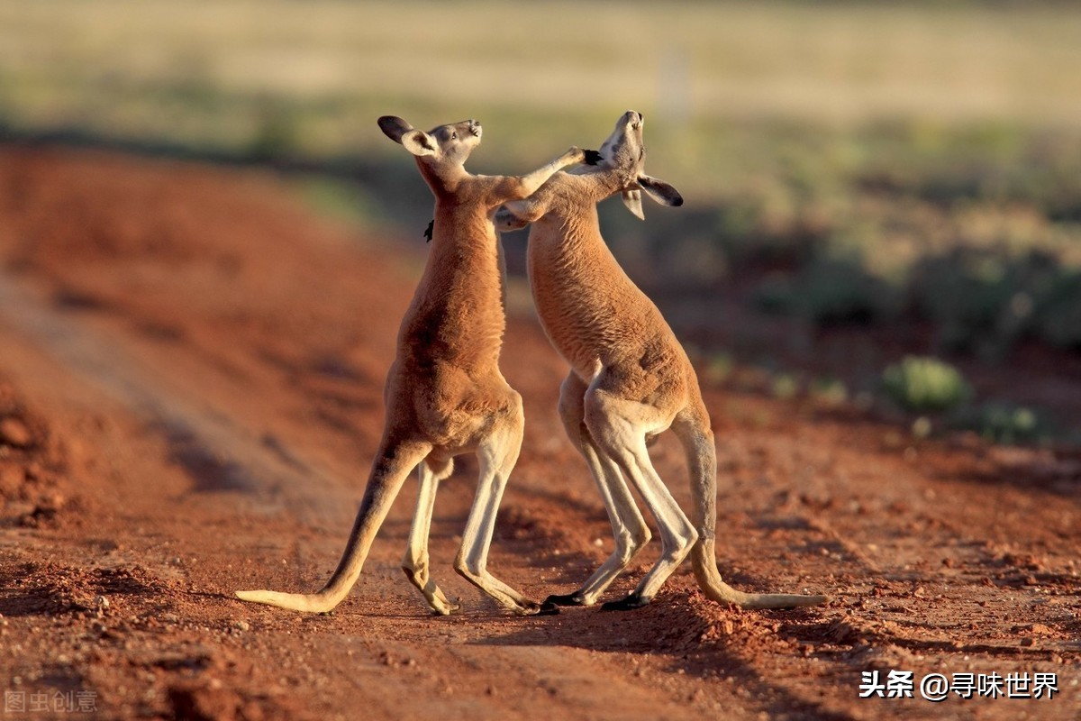 澳大利亚人为什么吃袋鼠,每年吃掉4千吨袋鼠肉的国家