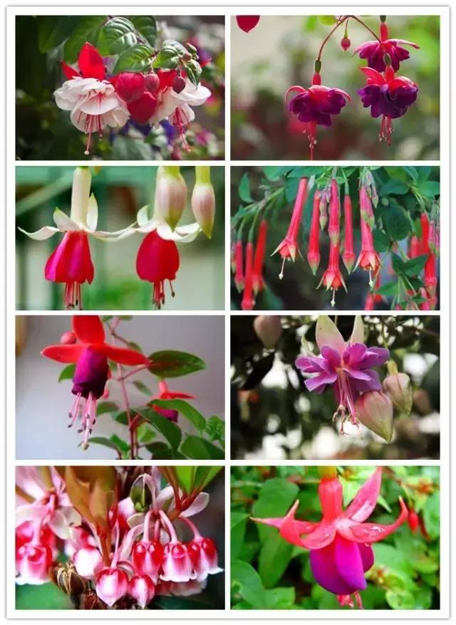 史上最全的花卉介绍，认识超过30种以上绝对是大神