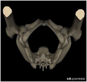 盆底功能障碍的康复——理论基础篇