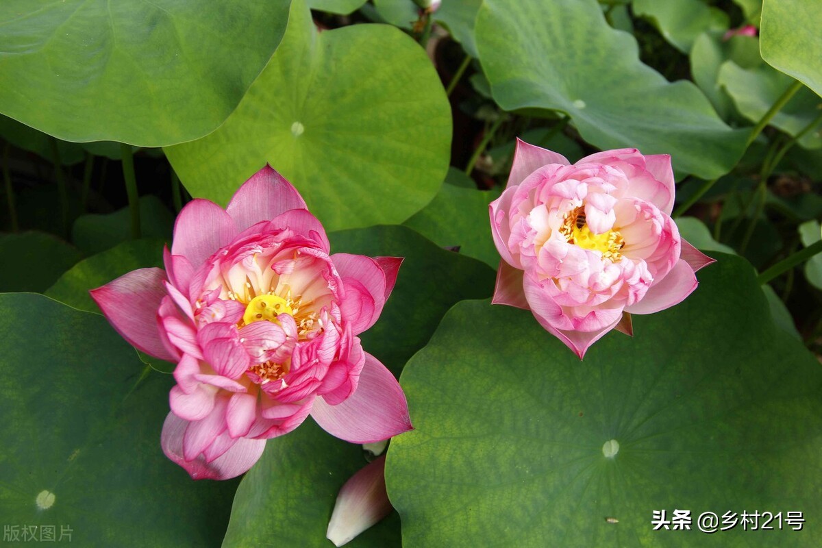 盆栽荷花养殖方法和注意事项,盆栽荷花怎么栽培