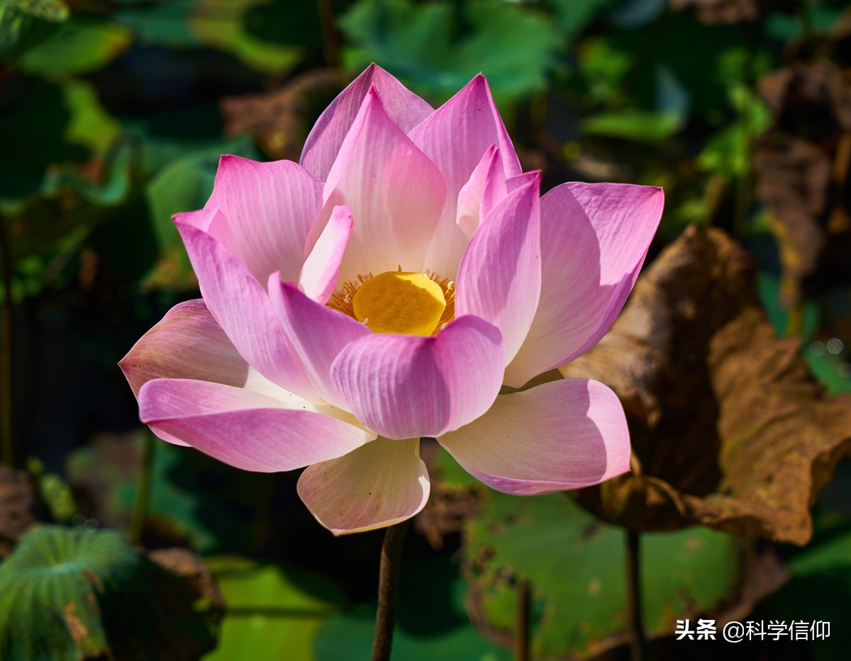 好的荷花怎么处理,荷花是怎样从淤泥中生长出来的