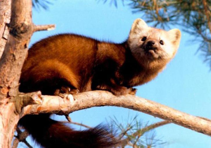 2019年黑龙江有多少种珍稀动物,黑龙江省国家一级保护动物名录