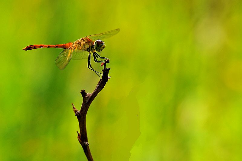 铚昏湏鎭嬭姳鍥剧墖澶у叏,铚昏湏鎭嬭姳鏂囨