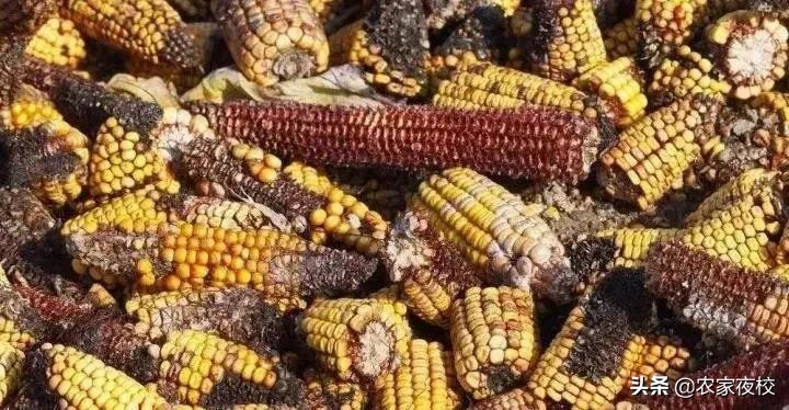 玉米收获期应该注意哪些问题,玉米成熟了遇到阴雨天怎样预防