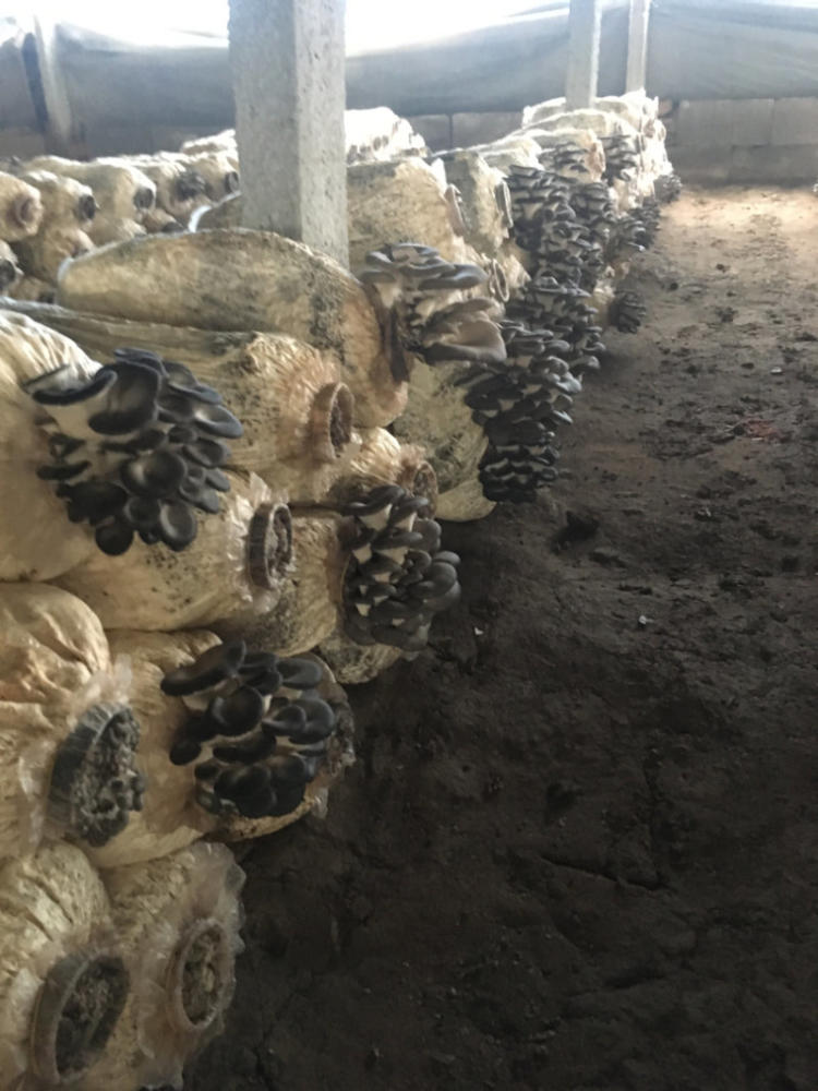 平菇种植方法及配料,平菇的种植技术与配料方法