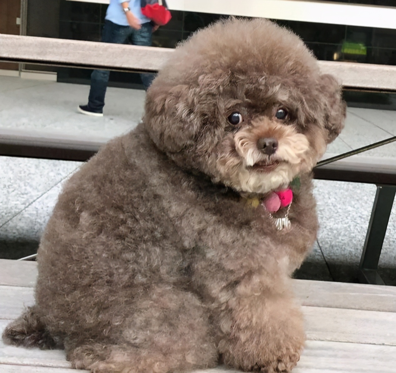 想养泰迪有什么好的推荐吗,养泰迪的必看