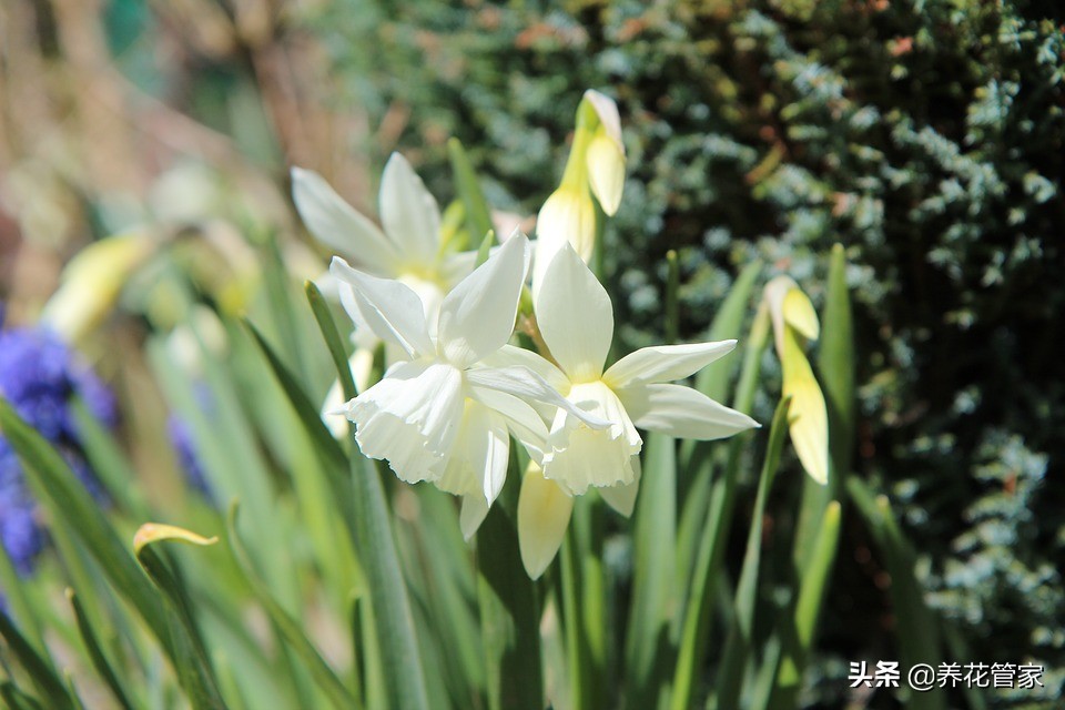 水仙花的科普知识传说,水仙花的科普知识有哪些
