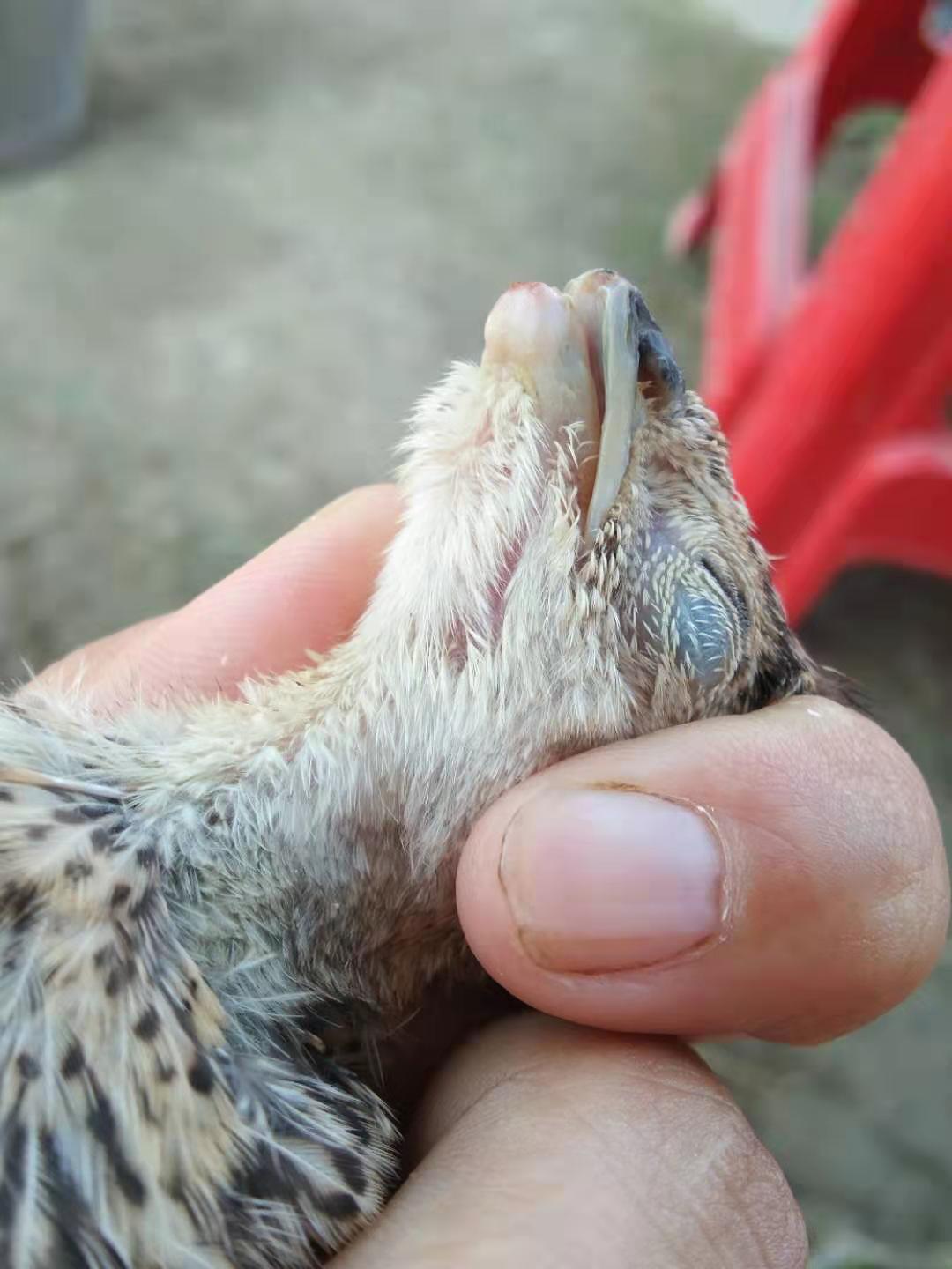 鸡的嘴被削掉了一点会长好吗,鸡的嘴破了怎么办