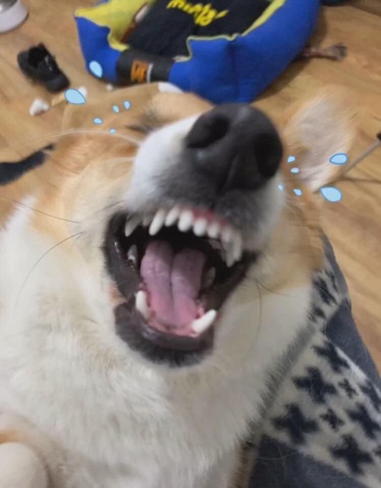 柯基犬咬主人脚,柯基咬黑狗猫猫反击