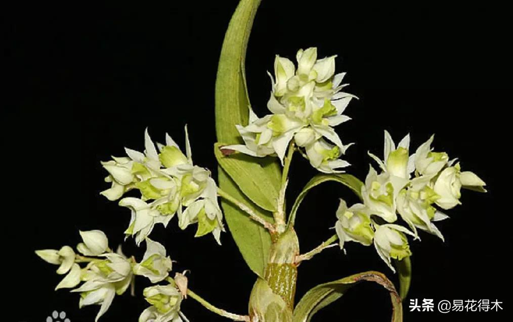 石斛分类小知识,石斛多少种哪一种比较好