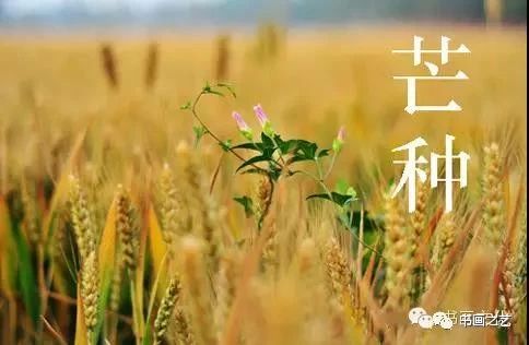 有芒的麦子和无芒的麦子,有芒刺的稻子