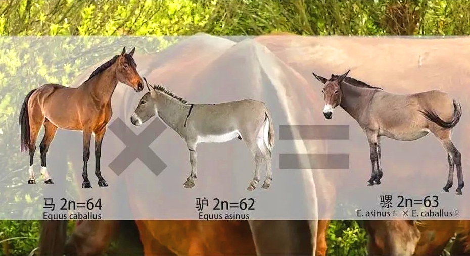 马和驴的基因差别,马和驴的基因为什么可以结合