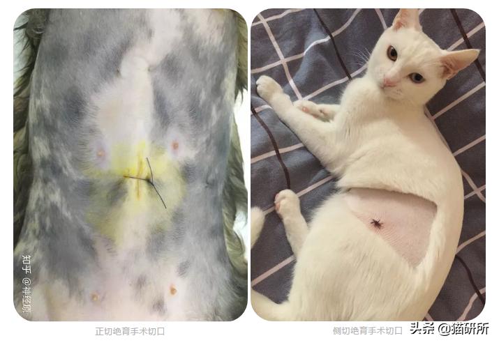 猫咪绝育正切痛还是侧切痛,猫咪绝育是切蛋还是切鸡