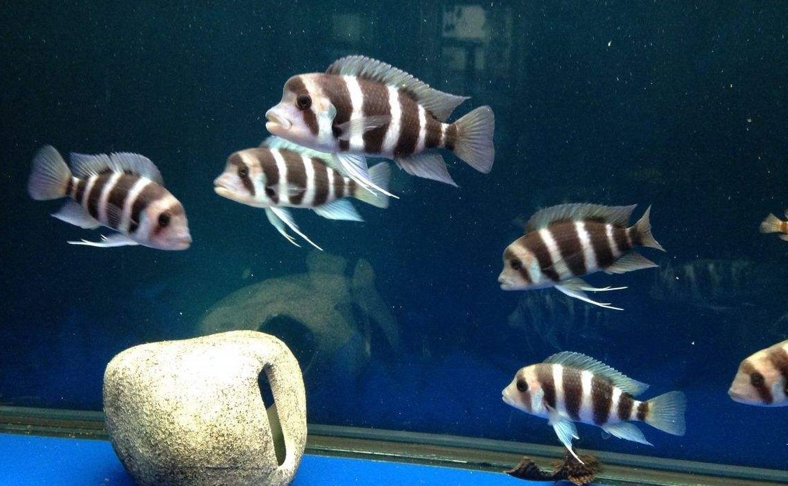 自来水没氯气还要困水吗,自来水养鱼一定要困水吗