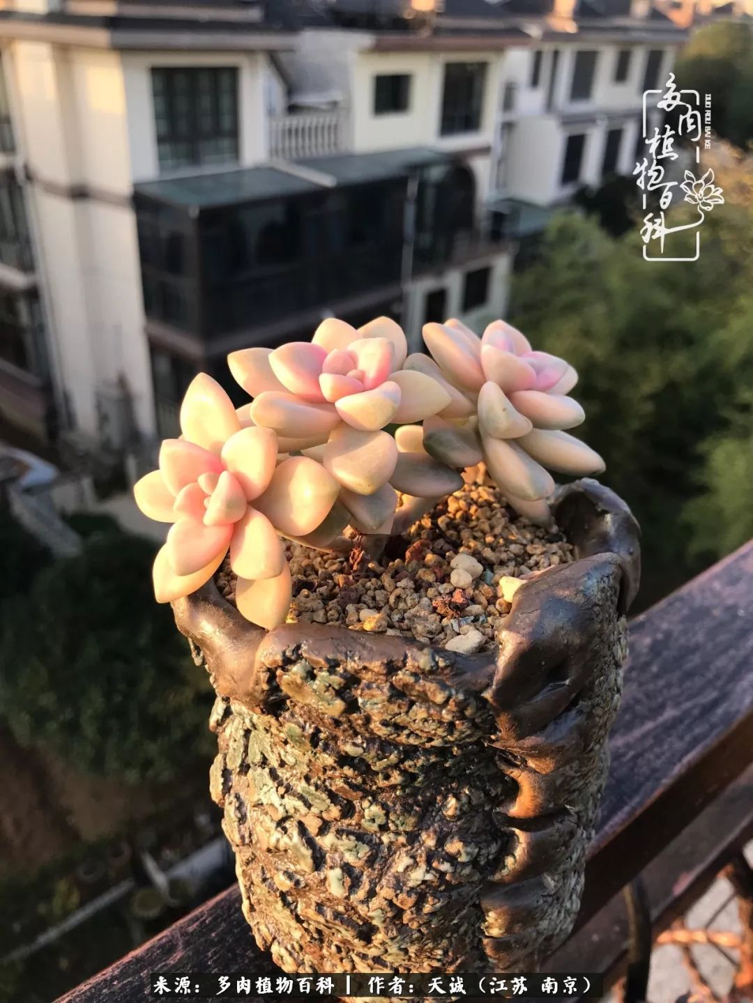 鍙拱瀵圭殑涓嶄拱璐电殑灏忔牱,鍙拱瀵圭殑涓嶄拱璐电殑鍥剧墖灞曠ず