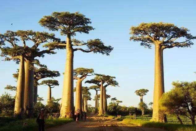 一棵树能养活3代人,果实比面包还好吃,非洲人们就靠它生活