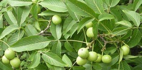 种植5亩核桃一年能赚多少钱,种植核桃经济价值