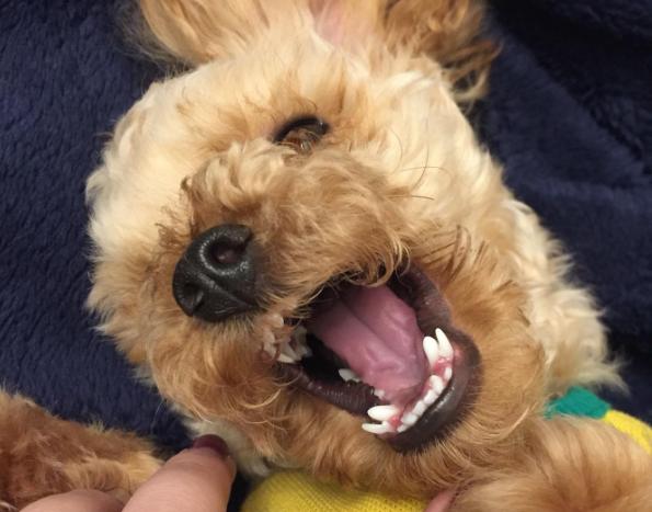 狗狗的10个征兆和表现,狗狗的五个异常表现