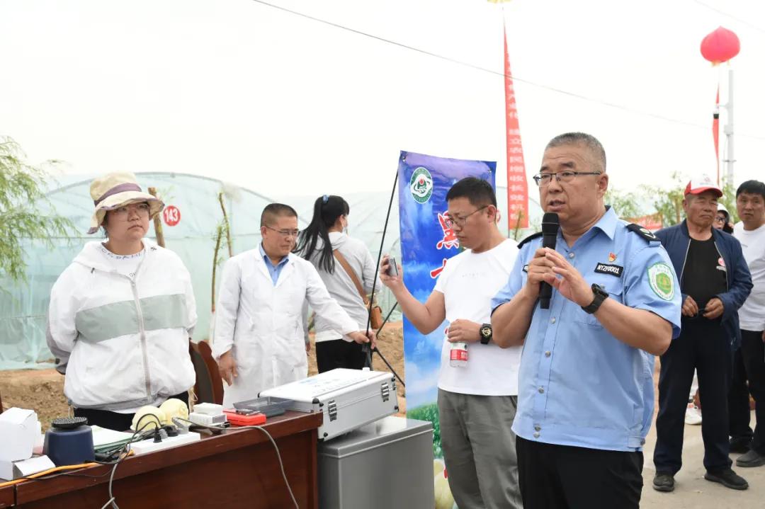 黑柳白梨脆,黑柳子白梨脆甜瓜直播